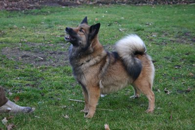 Ishundur's Tindra - "Tindra"